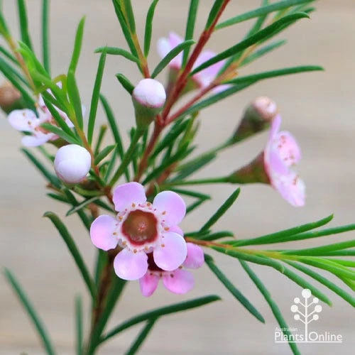 Chamelaucium Cha Cha - Waxflower 5 Chamelaucium Cha Cha - Waxflower - Image 5