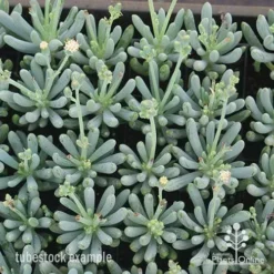 Senecio Chalk Sticks - Succulent -NatureNest Shop apo chalk sticks dwarf plug plants