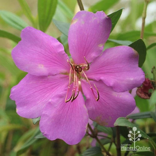 Tibouchina Chameleon 8 Tibouchina Chameleon - Image 8