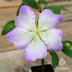 Tibouchina Chameleon 15 Tibouchina Chameleon -NatureNest Shop apo chameleon flower open