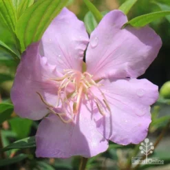 Tibouchina Chameleon 23 Tibouchina Chameleon -NatureNest Shop apo chameleon pink