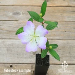 Tibouchina Chameleon 13 Tibouchina Chameleon -NatureNest Shop apo chameleon tubestock top