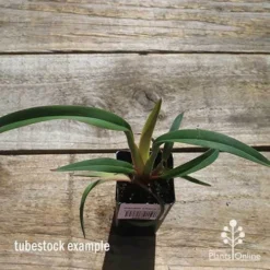 Dianella Cherry Red -NatureNest Shop apo cherry red tubestock top