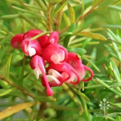 Grevillea Cherry Ripe 13 Grevillea Cherry Ripe -NatureNest Shop apo cherry ripe flower