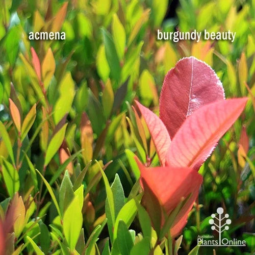 Photinia Burgundy Beauty 5 Photinia Burgundy Beauty - Image 5