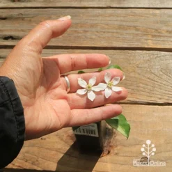 Choisya - Mexican Orange Blossom 17 Choisya - Mexican Orange Blossom -NatureNest Shop apo choisya flower size