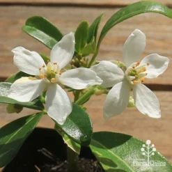 Choisya - Mexican Orange Blossom 14 Choisya - Mexican Orange Blossom -NatureNest Shop apo choisya flowers up close