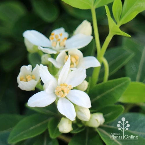 Choisya - Mexican Orange Blossom 10 Choisya - Mexican Orange Blossom - Image 10