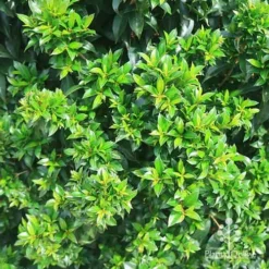 Syzygium Bush Christmas - Lilly Pilly -NatureNest Shop apo christmas bush syzygium foliage