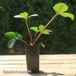 Hellebore Cinnamon Snow - Winter Rose -NatureNest Shop apo cinnamon snow hellebore tubestock