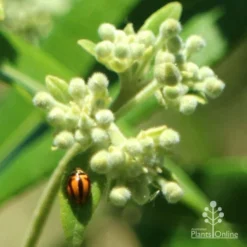 Backhousia Citriodora - Lemon Myrtle -NatureNest Shop apo citriodora ladybird