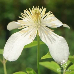 Clematis Montana Alba -NatureNest Shop apo clematis alba flower closeup