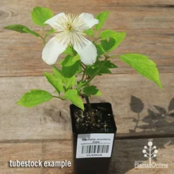 Clematis Montana Alba -NatureNest Shop apo clematis alba tubestock flowering