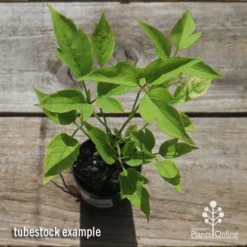 Clematis Montana Alba -NatureNest Shop apo clematis alba tubestock top
