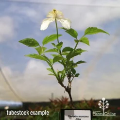 Clematis Montana Alba -NatureNest Shop apo clematis alba tubestock2