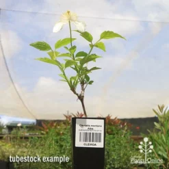 Clematis Montana Alba -NatureNest Shop apo clematis alba tubestock 1