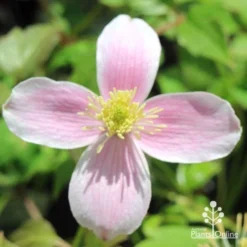Clematis Montana Rubens -NatureNest Shop apo clematis rubra flower front close
