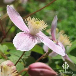 Clematis Montana Rubens -NatureNest Shop apo clematis rubra flower side close