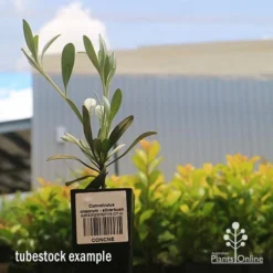 Convolvulus Cneorum - Silverbush -NatureNest Shop apo cneorum tubestock