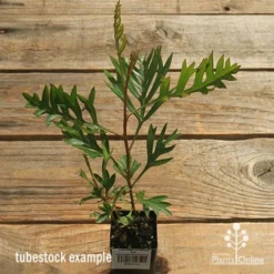 Grevillea Coconut Ice -NatureNest Shop apo coconut ice tubestock