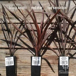 Cordyline Australis Red Sensation -NatureNest Shop apo cordyline australis comparison 1 1