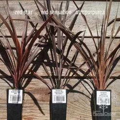 Cordyline Australis Red Sensation -NatureNest Shop apo cordyline australis comparison 2 1