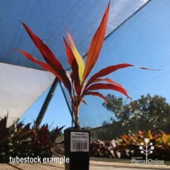 Cordyline Fruticosa Negra 15 Cordyline Fruticosa Negra -NatureNest Shop apo cordyline negra tubestock blue sky