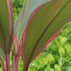 Cordyline Fruticosa Pink Diamond -NatureNest Shop apo cordyline pink diamond under leaf