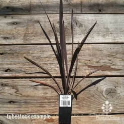 Cordyline Australis Red Sensation -NatureNest Shop apo cordyline red sensation tubestock