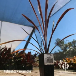 Cordyline Australis Red Sensation -NatureNest Shop apo cordyline red sensation tubestock nursery