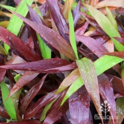 Cordyline Fruticosa Negra 10 Cordyline Fruticosa Negra -NatureNest Shop apo cordylne negra colours