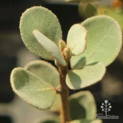 Correa Alba -NatureNest Shop apo correa alba foliage