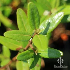 Correa Dinner Bells 11 Correa Dinner Bells -NatureNest Shop apo correa dinner bells foliage