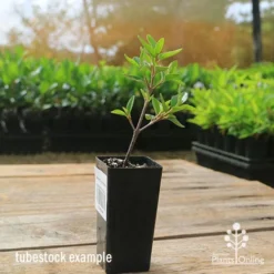 Correa Dusky Bells -NatureNest Shop apo correa dusky bells