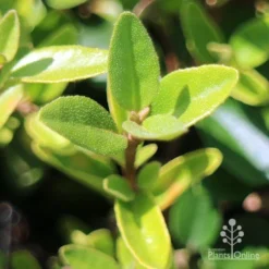 Correa Dusky Bells -NatureNest Shop apo correa dusky bells foliage
