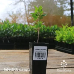 Correa Dusky Bells -NatureNest Shop apo correa dusky bells tubestock