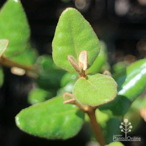 Correa Marian's Marvel 13 Correa Marian's Marvel - Image 13