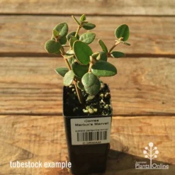 Correa Marian's Marvel 16 Correa Marian's Marvel -NatureNest Shop apo correa marians marvel tubestock