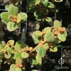 Correa Nummulariifolia - Roundleaf Correa 14 Correa Nummulariifolia - Roundleaf Correa -NatureNest Shop apo correa nummularia foliage