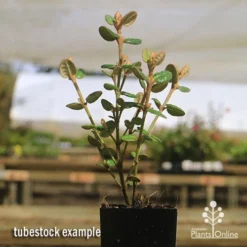 Correa Nummulariifolia - Roundleaf Correa 12 Correa Nummulariifolia - Roundleaf Correa -NatureNest Shop apo correa nummularifolia tubestock