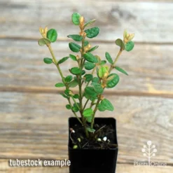 Correa Nummulariifolia - Roundleaf Correa 10 Correa Nummulariifolia - Roundleaf Correa -NatureNest Shop apo correa nummularifolia tubestock top