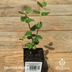 Correa Nummulariifolia - Roundleaf Correa 15 Correa Nummulariifolia - Roundleaf Correa -NatureNest Shop apo correa nummulariifolia tubestock