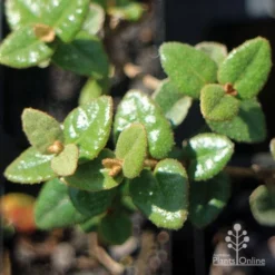 Correa Trixibelle -NatureNest Shop apo correa trixibelle foliage