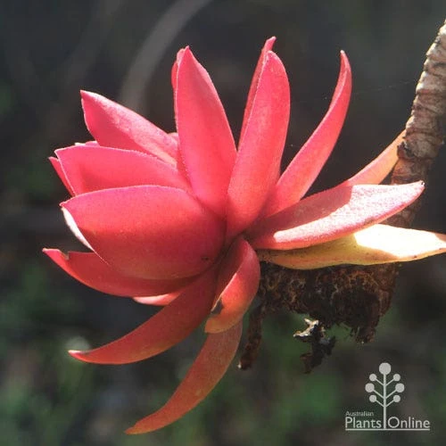 Crassula Campfire - Succulent 1 Crassula Campfire - Succulent