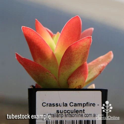 Crassula Campfire - Succulent 2 Crassula Campfire - Succulent - Image 2