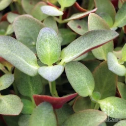 Crassula Purple Dragon - Fairy Crassula -NatureNest Shop apo crassula purple dragon green