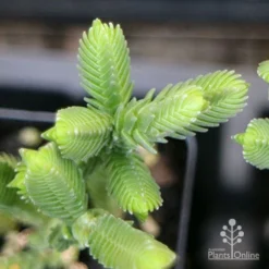 Crassula - Watchchain, Rat Tail Succulent 11 Crassula - Watchchain, Rat Tail Succulent -NatureNest Shop apo crassula watch chain close
