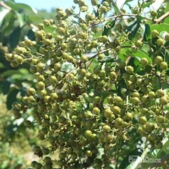 Crepe Myrtle - Lagerstroemia Natchez 32 Crepe Myrtle - Lagerstroemia Natchez -NatureNest Shop apo crepe myrtle seedheads unripe