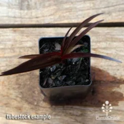 Crinum Wine Time - Swamp Lily 9 Crinum Wine Time - Swamp Lily -NatureNest Shop apo crinum wine time tubestock top