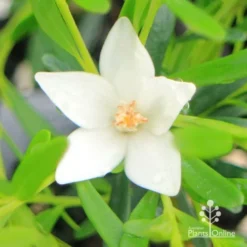 Crowea White Star - Waxflower -NatureNest Shop apo crowea white star flower close